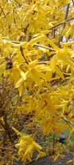 Forsythia