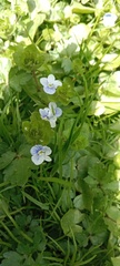 Veronica filiformis