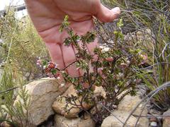 Lachnaea pudens