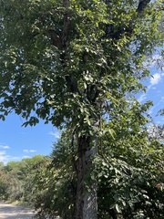 Combretum mossambicense