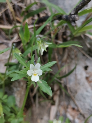 Kitajbelova ljubica (Viola kitaibeliana)