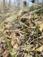 Carex longirostrata