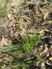 Carex longirostrata