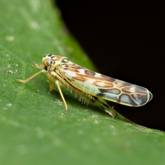 Eupteryx urticae