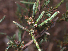 Eutaxia