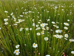 Brachyscome paludicola