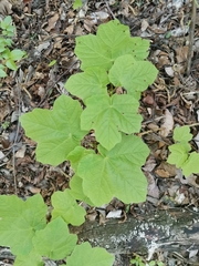 Acer opalus obtusatum