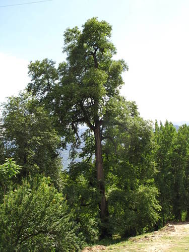 Himalayan elm (Ulmus wallichiana)