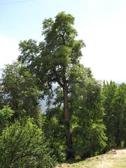 Ulmus wallichiana, photograph (c) Yoav Daniel Bar-Ness, some rights reserved (CC BY)