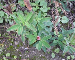 Trifolium alpestre
