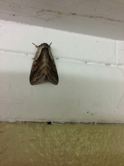 Bellura densa