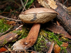Tylopilus brunneus