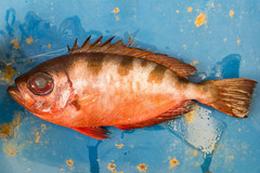Heteropriacanthus carolinus