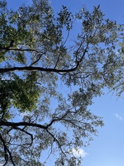 Philenoptera violacea