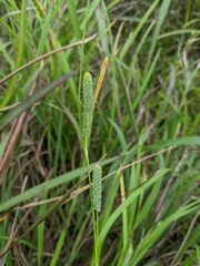 Carex maculata