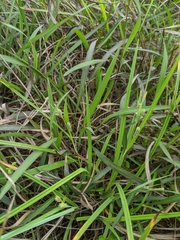 Carex maculata