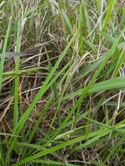 Carex maculata