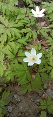 Anemonoides nemorosa