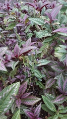 Strobilanthes auriculata