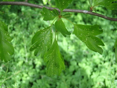 Eriophyes crataegi