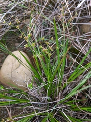 Juncus prismatocarpus leschenaultii