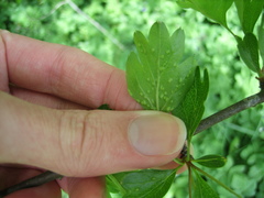 Eriophyes crataegi