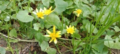 Ficaria verna