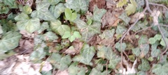 Hedera helix