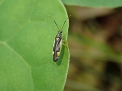 Dryophilocoris miyamotoi