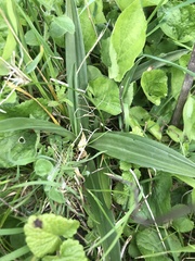 Anacamptis pyramidalis