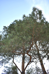 Pinus sylvestris