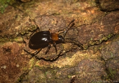 Encymon immaculatus