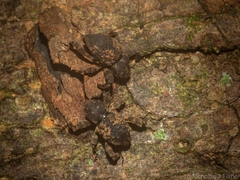 Methidrysis afflicta