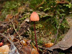 Mycena toyerlaricola