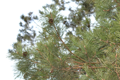 Pinus sylvestris