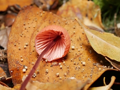 Mycena toyerlaricola
