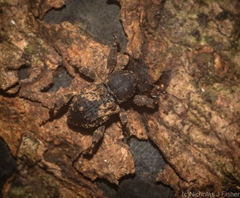 Methidrysis afflicta