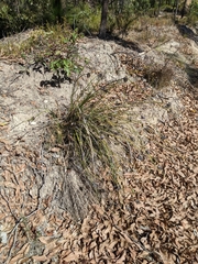 Mesomelaena tetragona