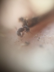 Tetramorium walshi