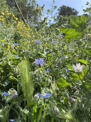 Borago officinalis