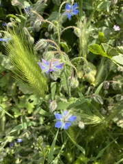 Borago officinalis