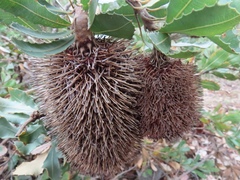 Banksia lemanniana