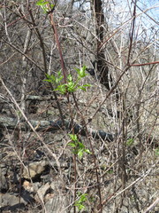 Clematis brevicaudata