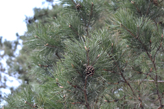 Pinus sylvestris
