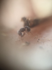 Tetramorium walshi