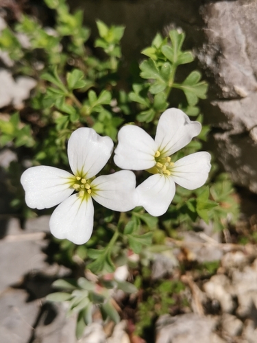 Image of Cardamine Adriatica (Cardamine adriatica) by (c) Ljaž, some rights reserved (CC BY)