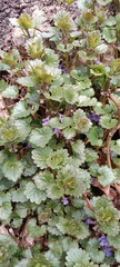Glechoma hederacea