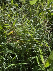 Digitaria diversinervis