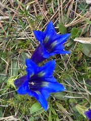 Gentiana acaulis