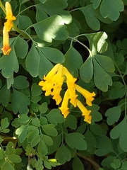 Pseudofumaria lutea